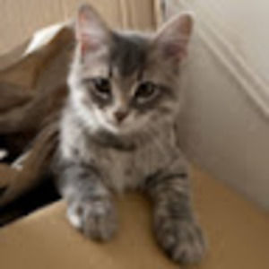 Meet your Posher, Allie